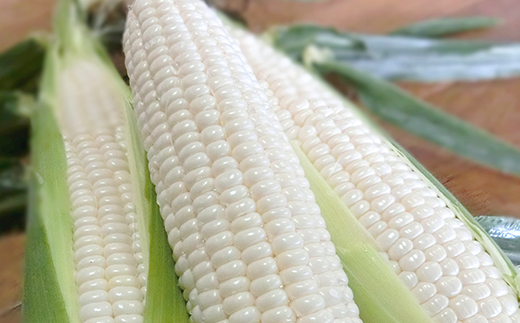 【「メルマガ小町」スタート記念】白いとうもろこし「雪の妖精」を４人に